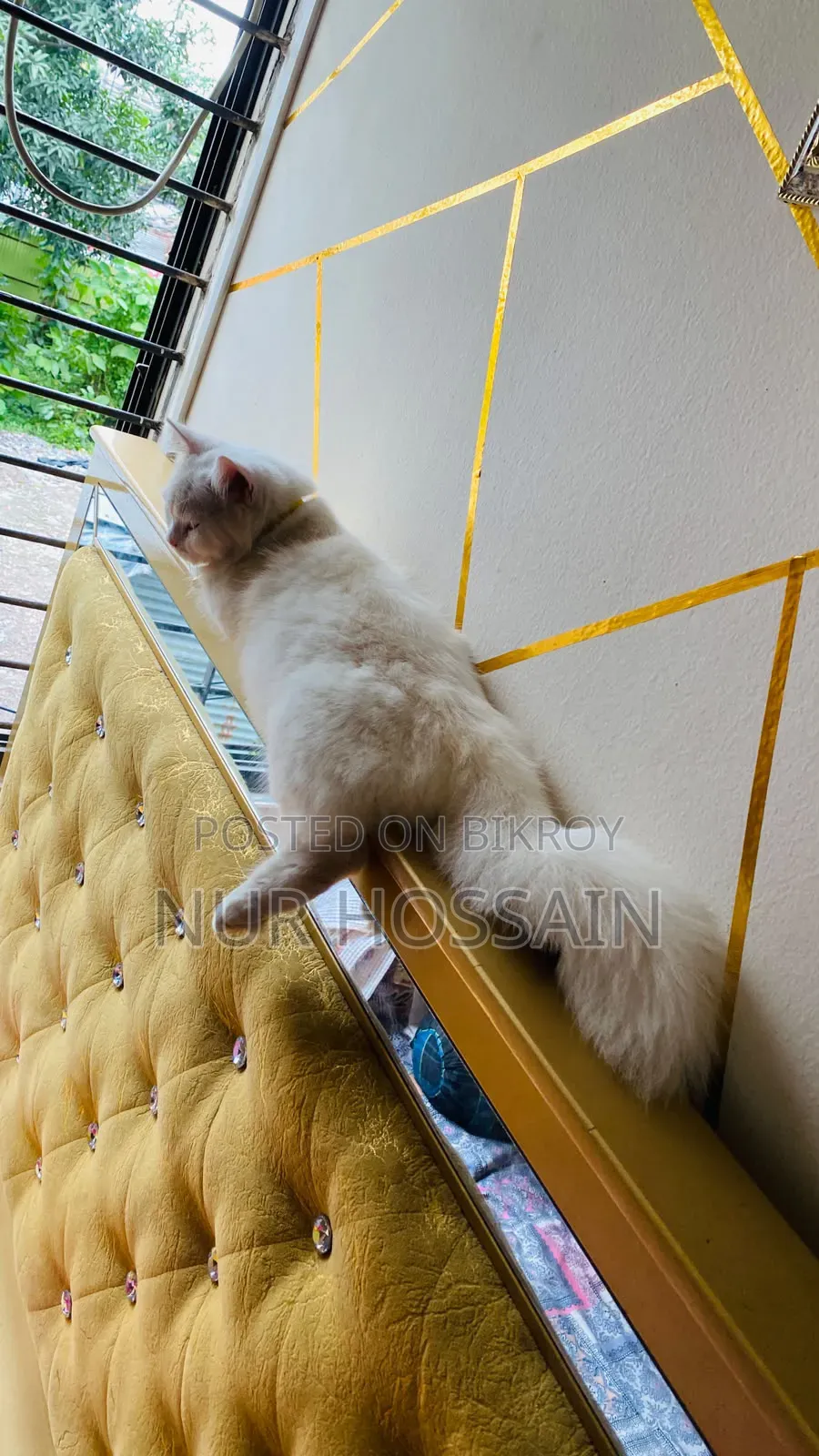 3-6 Months Male Purebred Persian