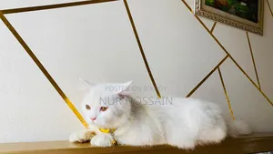 3-6 Months Male Purebred Persian