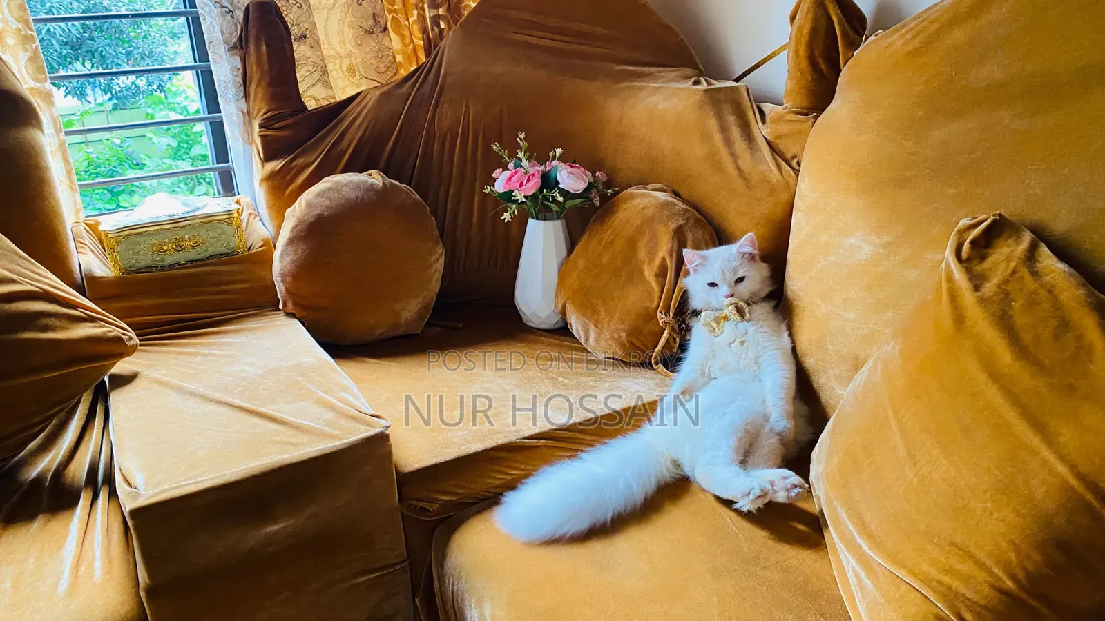 3-6 Months Male Purebred Persian