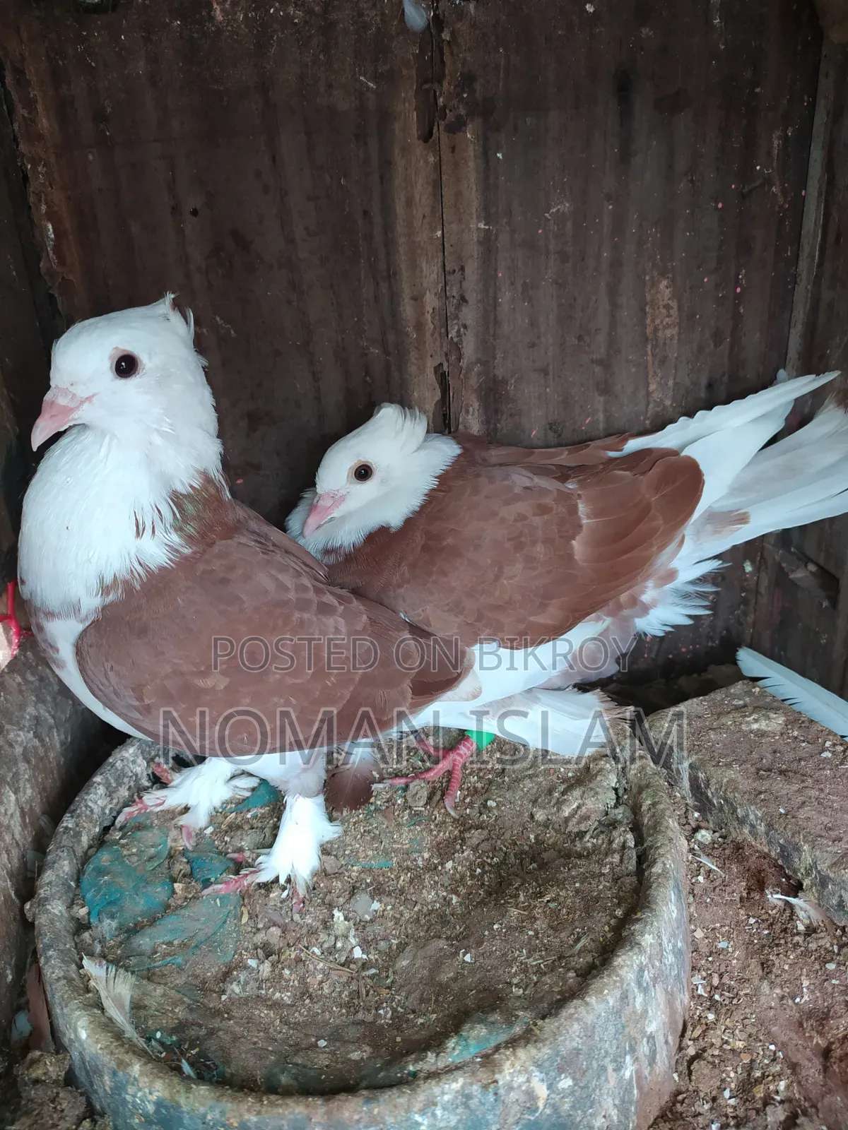 One pair of 3-feather stage Raj Golla pigeon chicks for sale.