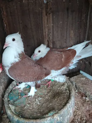 One pair of 3-feather stage Raj Golla pigeon chicks for sale.