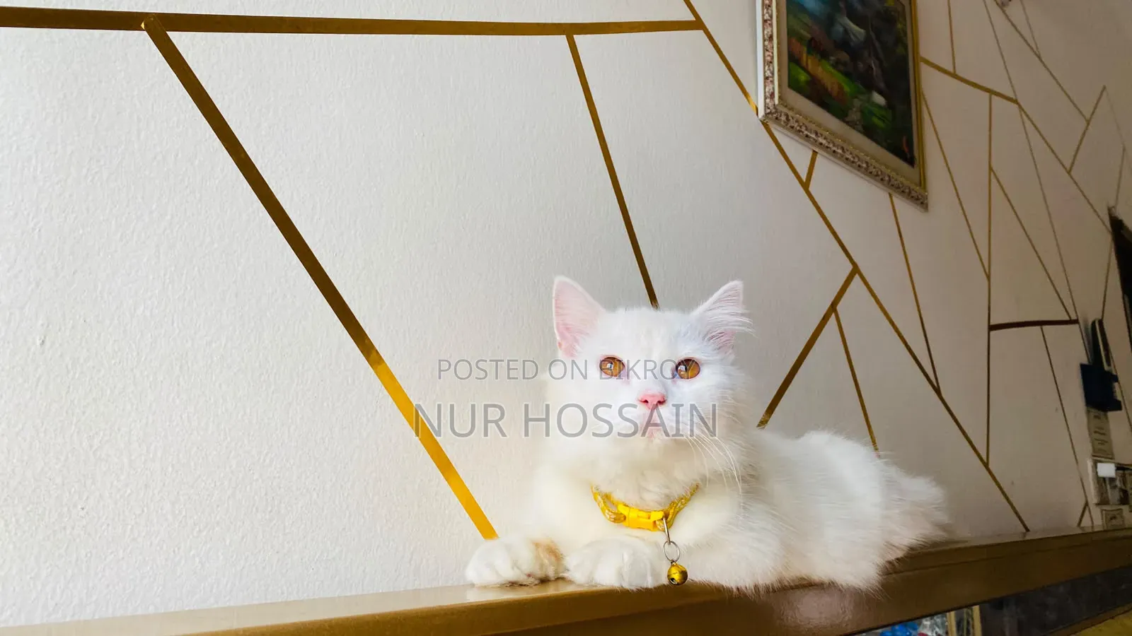 3-6 Months Male Purebred Persian