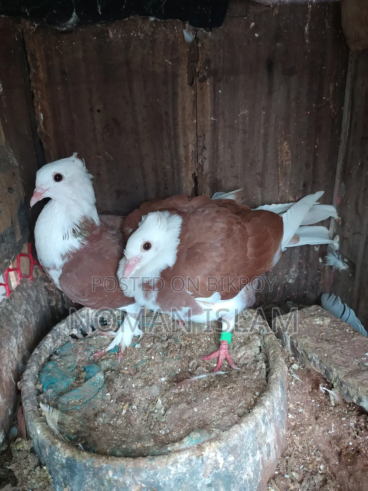 One pair of 3-feather stage Raj Golla pigeon chicks for sale.
