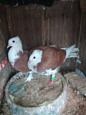 One pair of 3-feather stage Raj Golla pigeon chicks for sale.