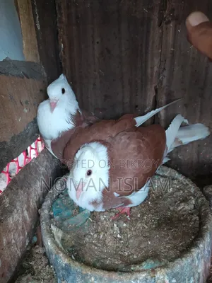 One pair of 3-feather stage Raj Golla pigeon chicks for sale.