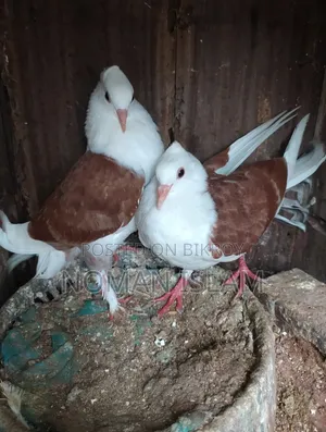 One pair of Raj Golla pigeon chicks for sale