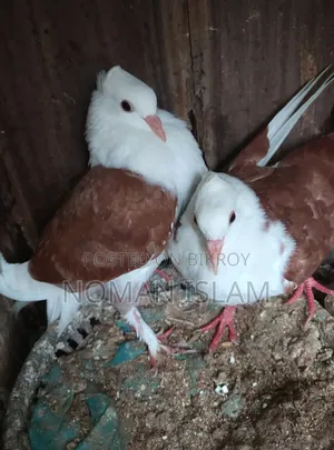 One pair of Raj Golla pigeon chicks for sale