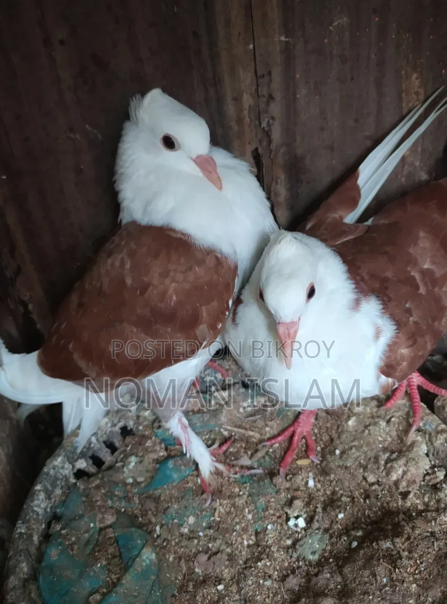 One pair of Raj Golla pigeon chicks for sale