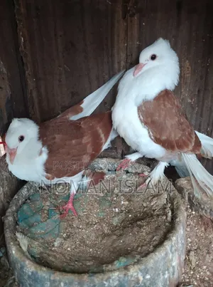 One pair of Raj Golla pigeon chicks for sale