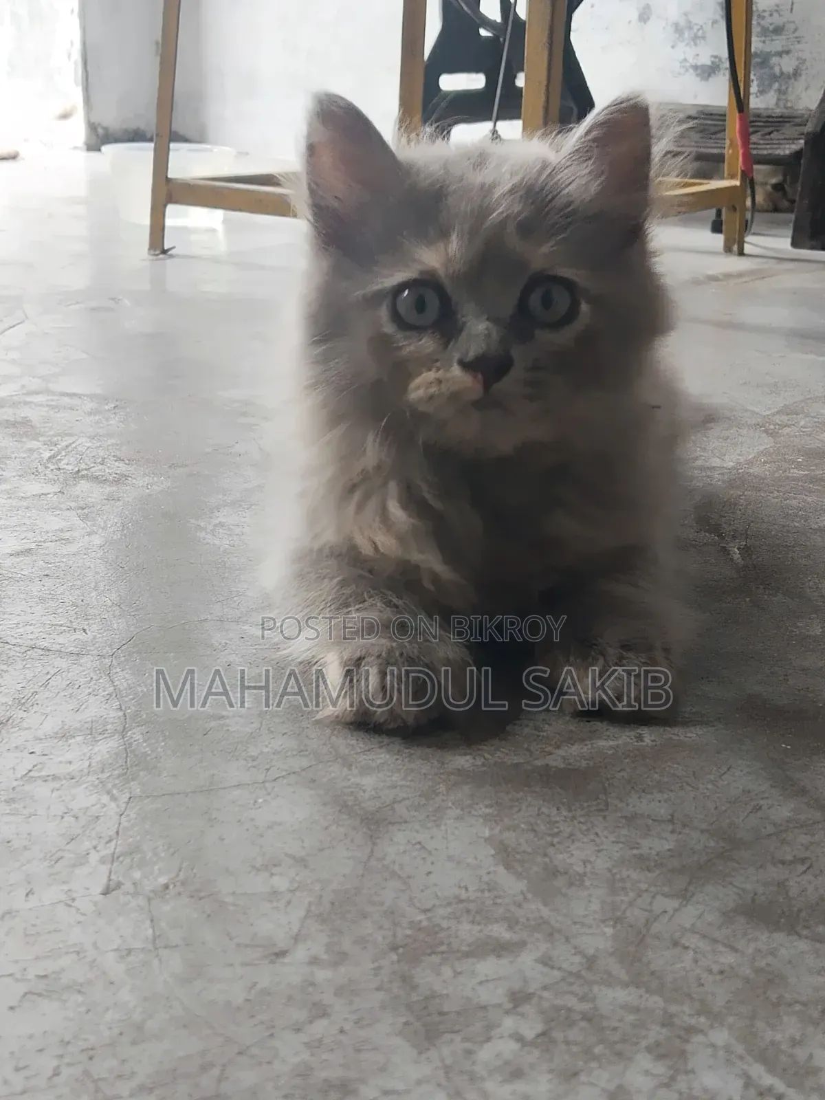 1-3 Months Female Purebred Persian