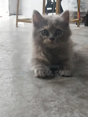 1-3 Months Female Purebred Persian