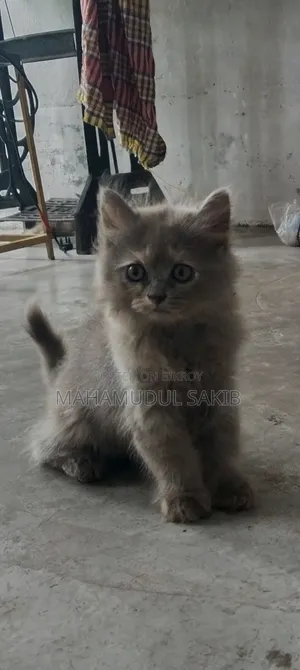 1-3 Months Female Purebred Persian