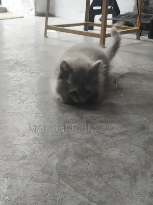 1-3 Months Female Purebred Persian