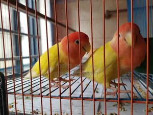 Red Head Opaline Running Pair (Love Birds)