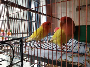 Red Head Opaline Running Pair (Love Birds)