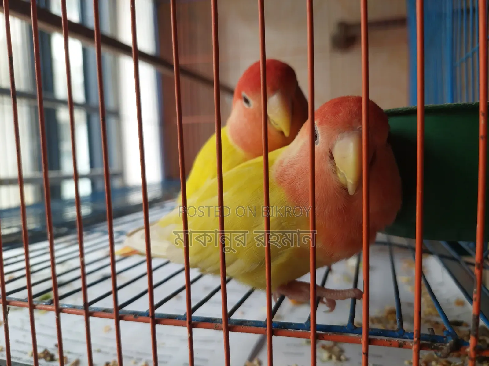 Red Head Opaline Running Pair (Love Birds)