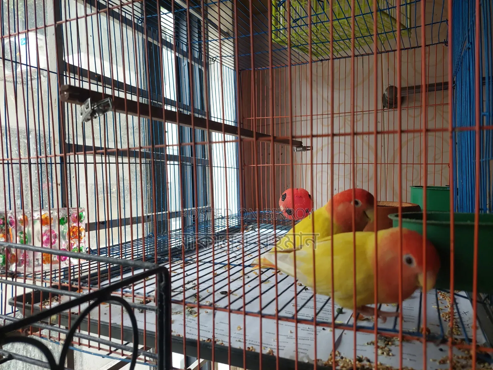 Red Head Opaline Running Pair (Love Birds)