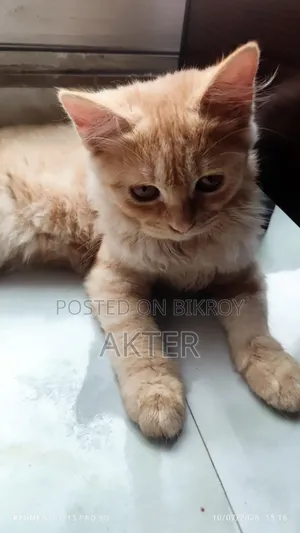 1-3 Months Female Purebred Persian