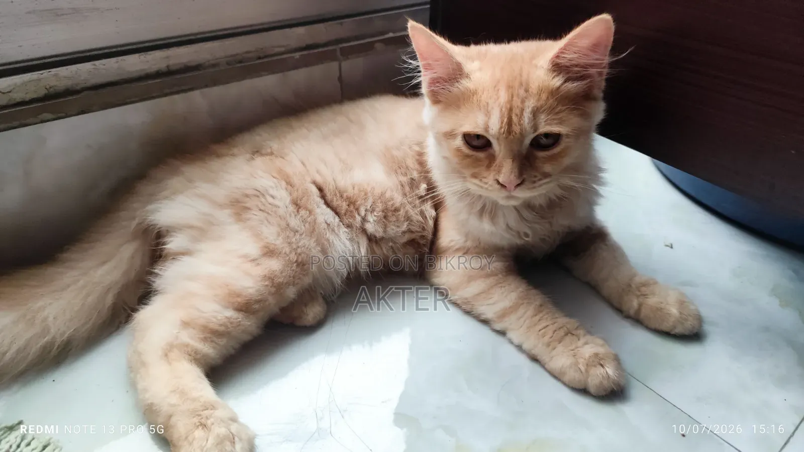 1-3 Months Female Purebred Persian