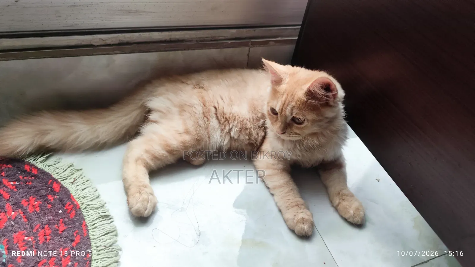 1-3 Months Female Purebred Persian