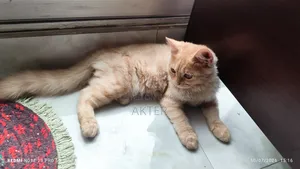 1-3 Months Female Purebred Persian