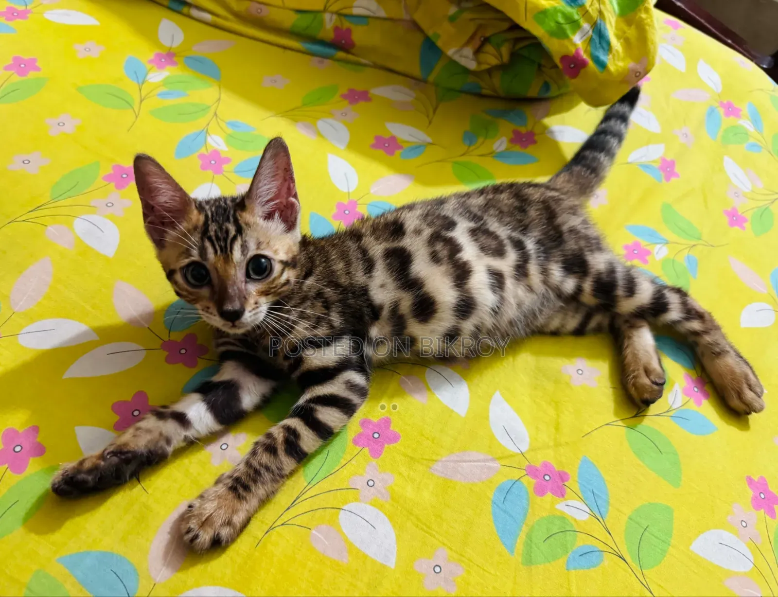 1-3 Months Male Purebred Bengal
