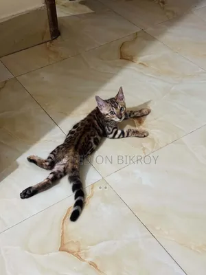 1-3 Months Male Purebred Bengal