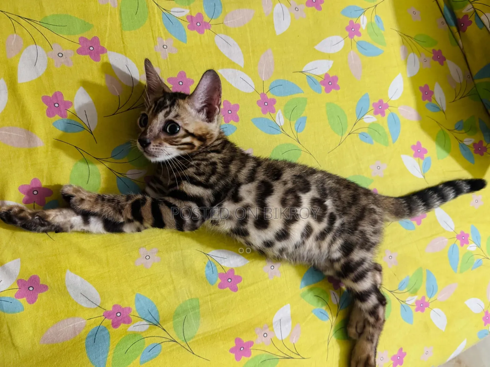 1-3 Months Male Purebred Bengal