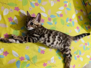 1-3 Months Male Purebred Bengal