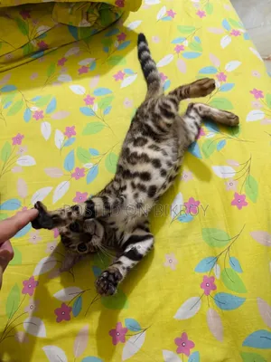 1-3 Months Male Purebred Bengal