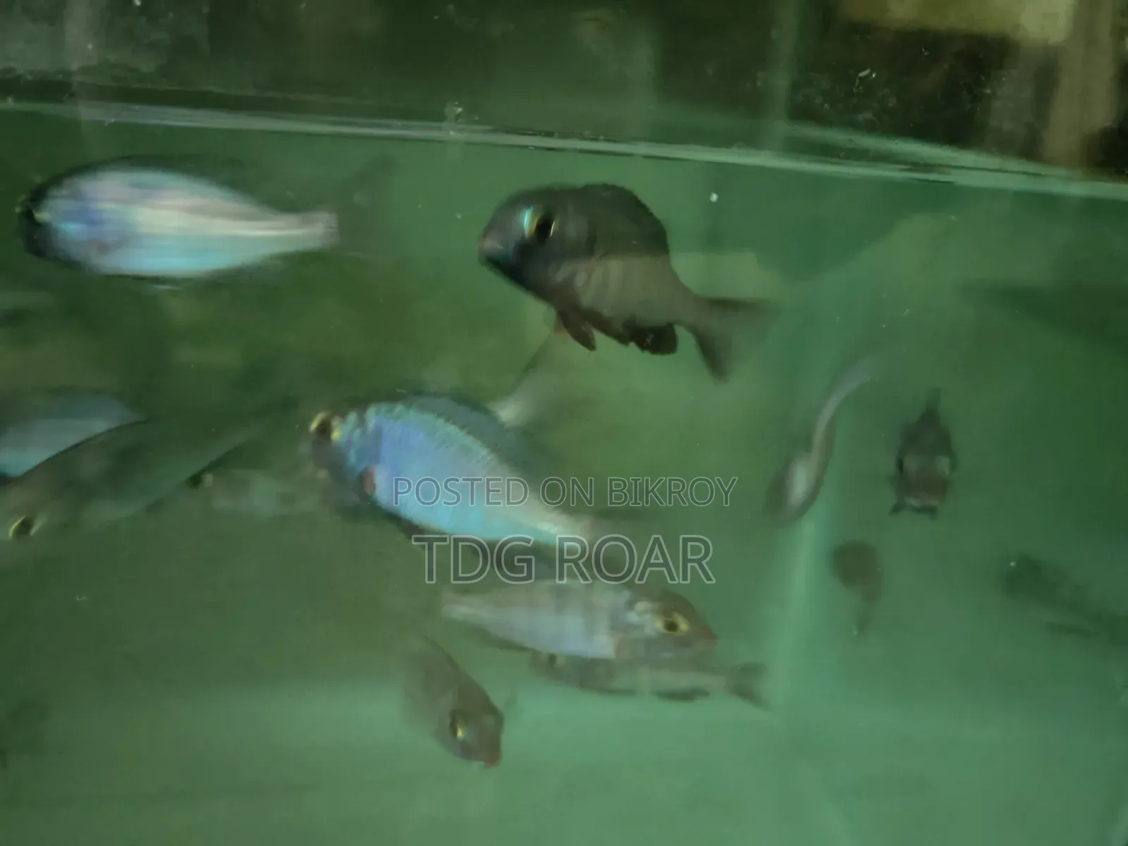 হাই-কোয়ালিটি এক্সোটিক ইলেকট্রিক ব্লু সিক্লিড (Electric Blue Cichlid)