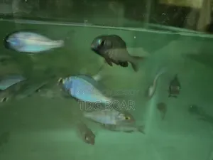 হাই-কোয়ালিটি এক্সোটিক ইলেকট্রিক ব্লু সিক্লিড (Electric Blue Cichlid)