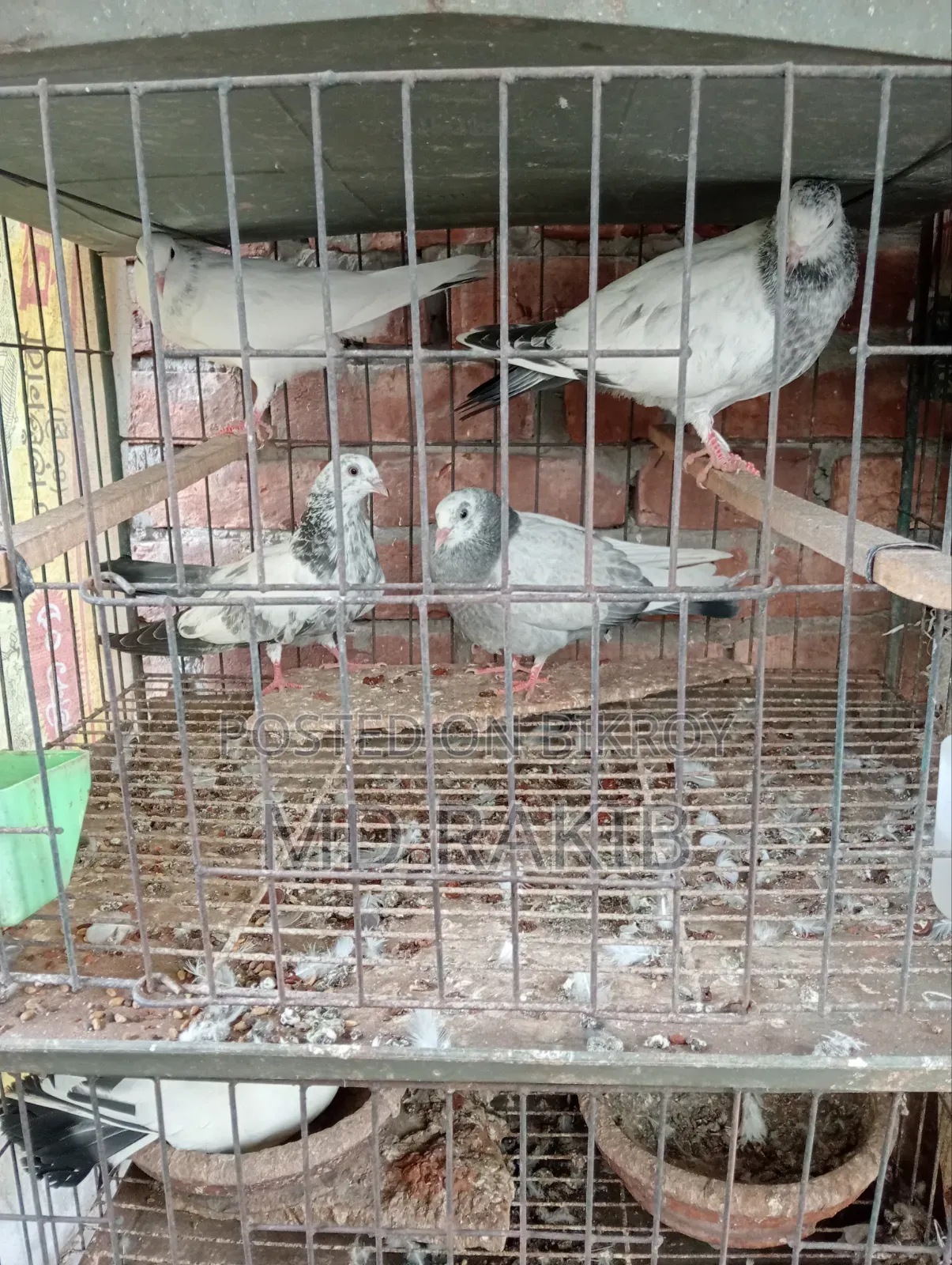 কবুতর বিক্রি