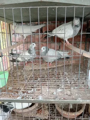 কবুতর বিক্রি