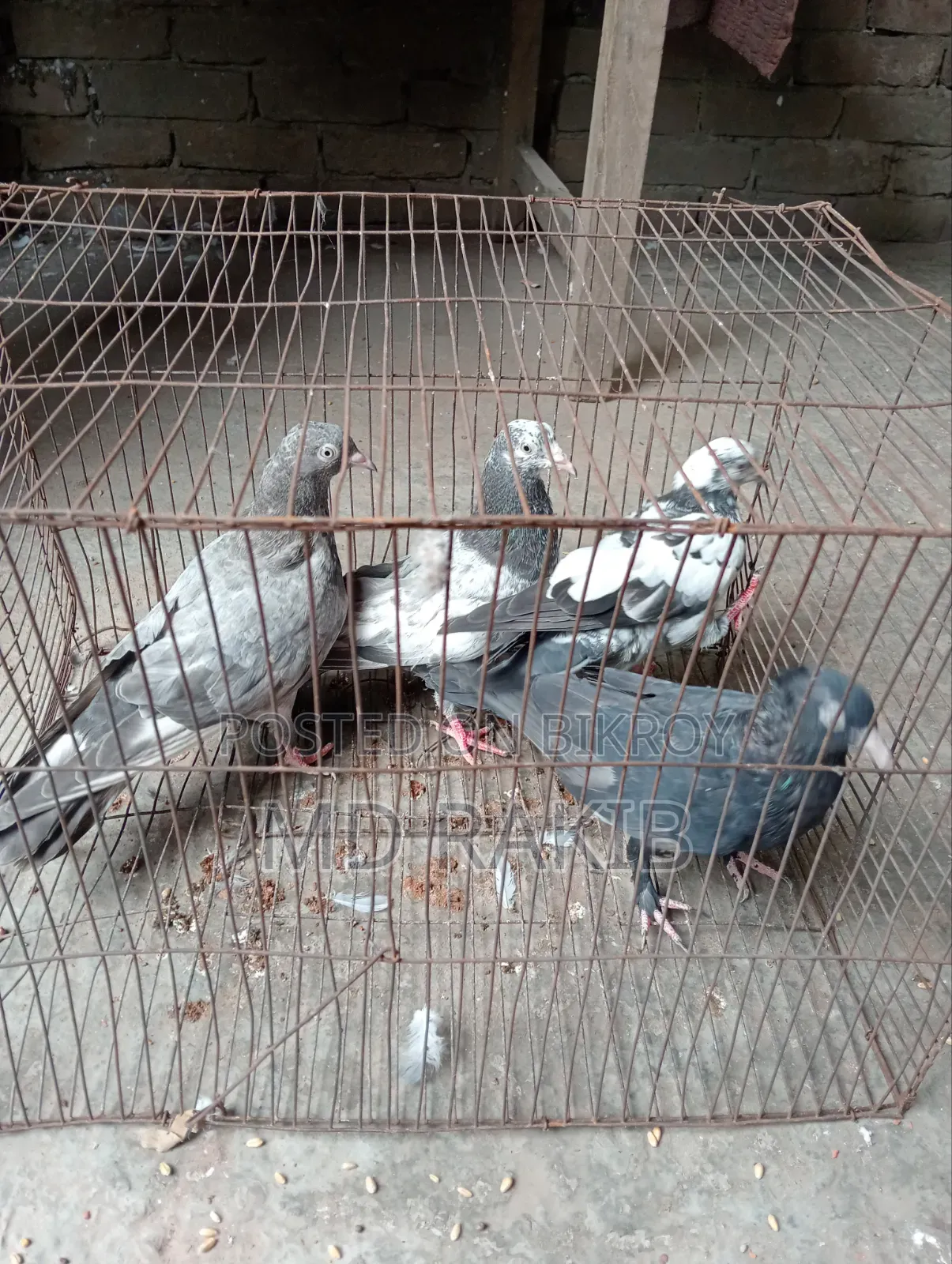 কবুতর বিক্রি