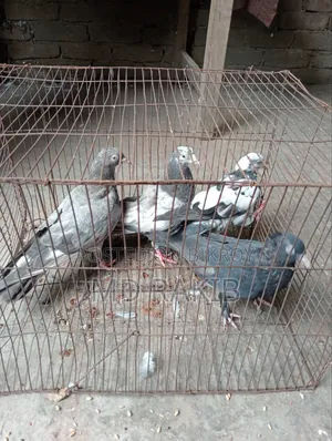 কবুতর বিক্রি