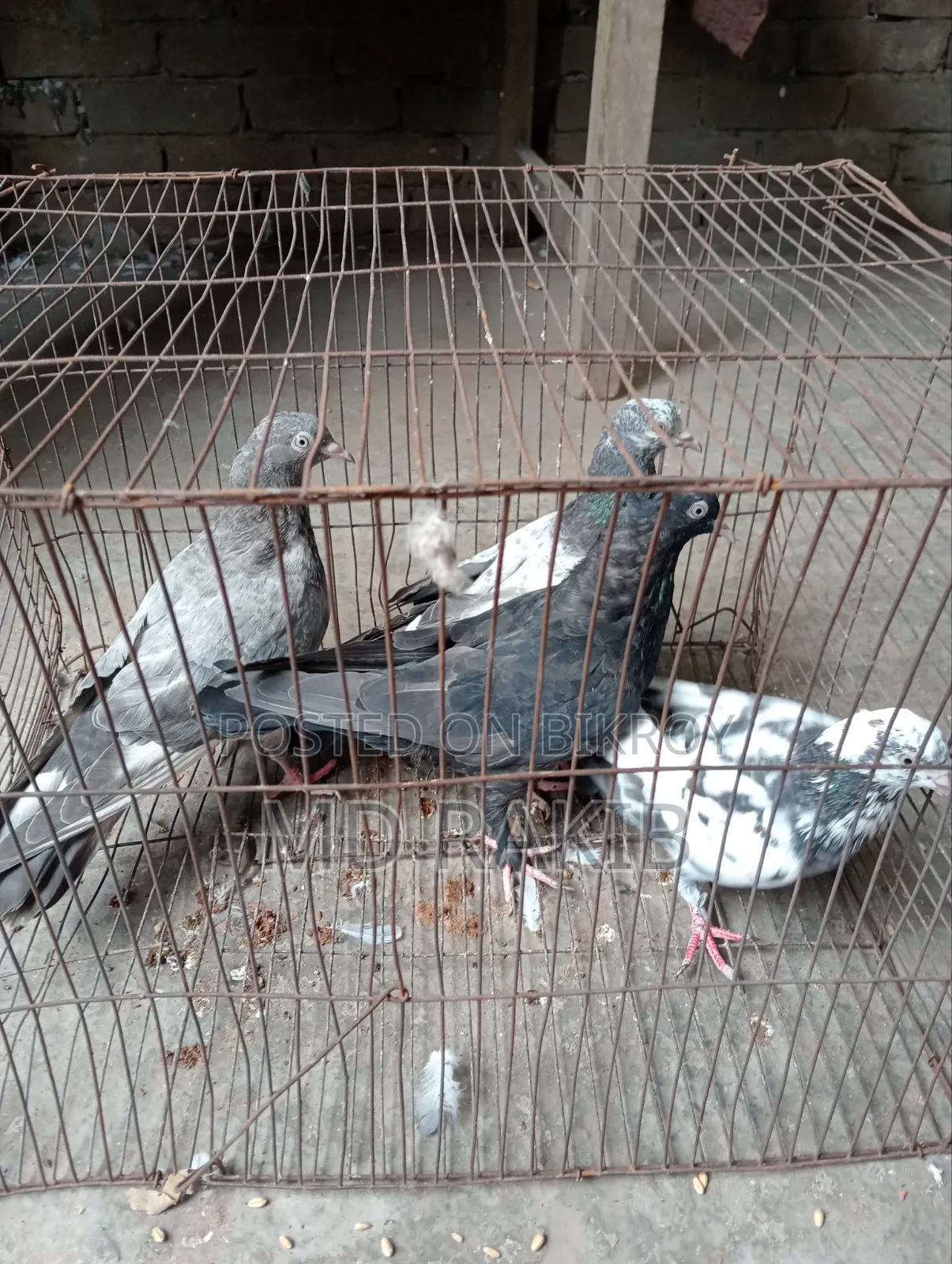 কবুতর বিক্রি