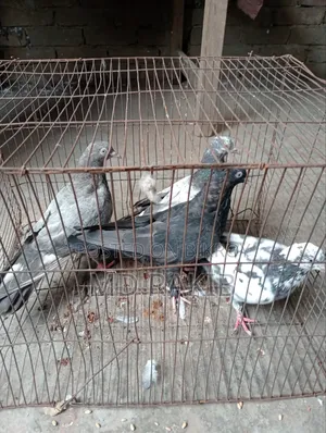 কবুতর বিক্রি