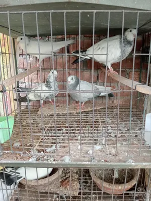 কবুতর বিক্রি