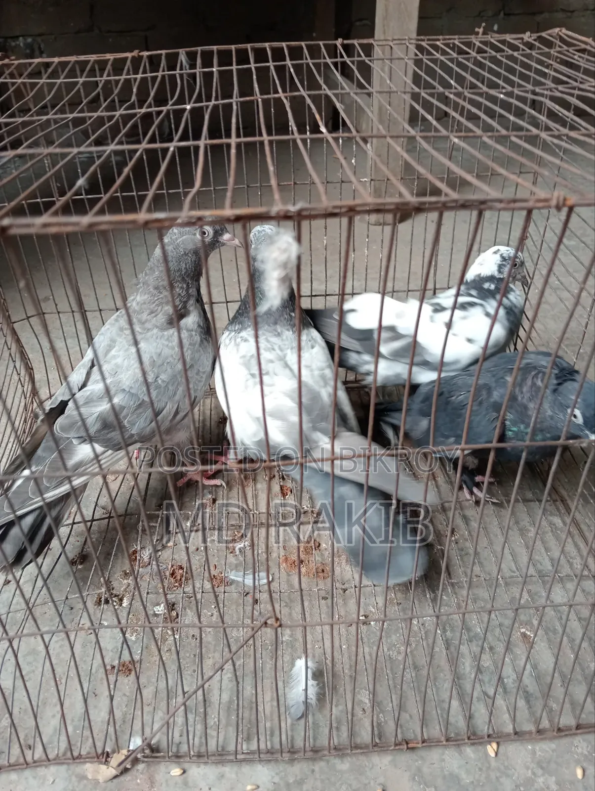 কবুতর বিক্রি