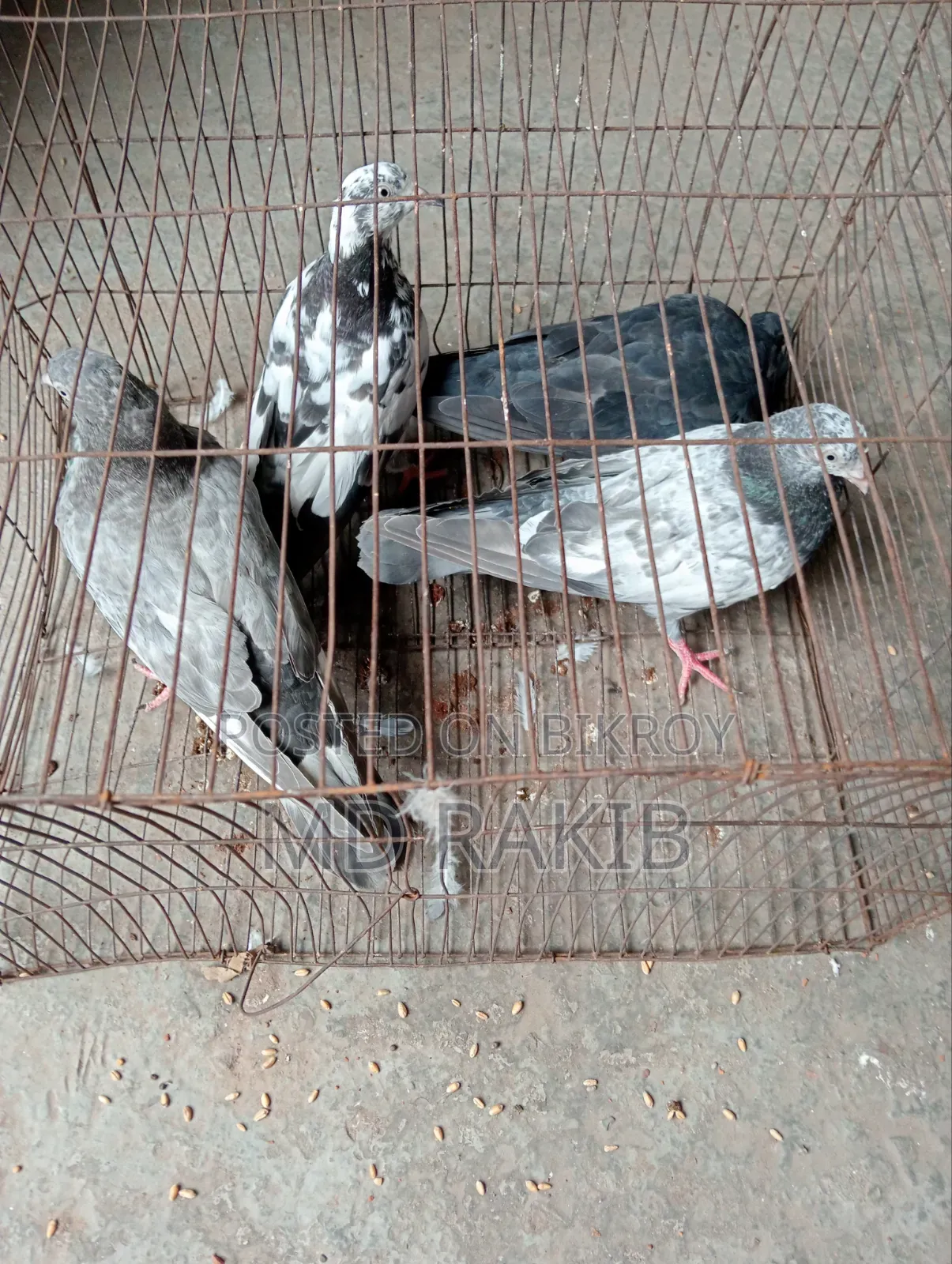 কবুতর বিক্রি