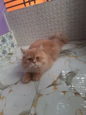 1+ Year Male Purebred Persian Cat