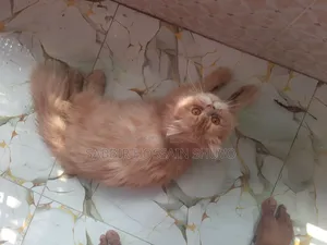 1+ Year Male Purebred Persian Cat