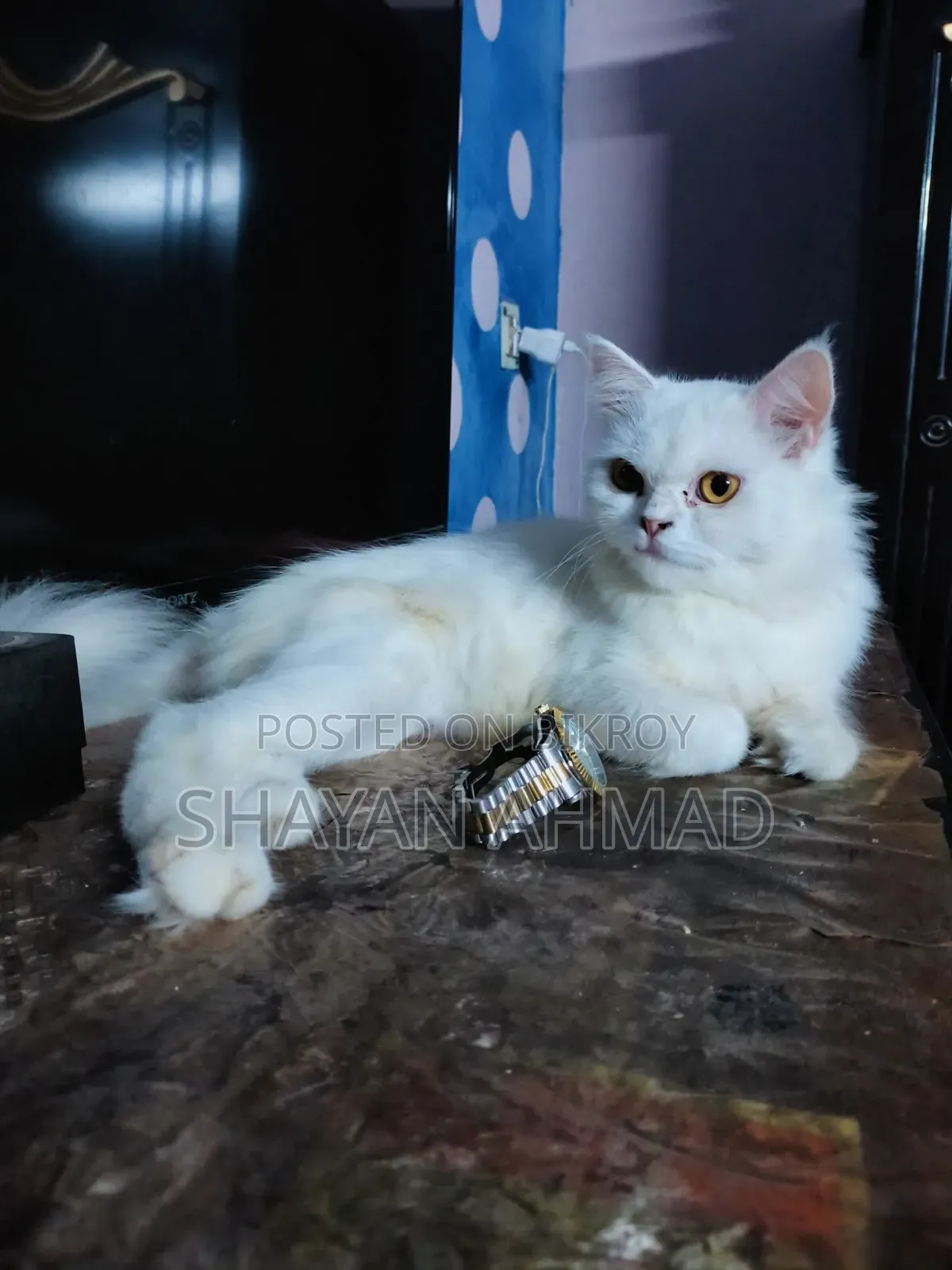 1+ Year Female Purebred Persian