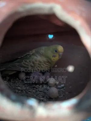 সুস্থ ও সক্রিয় হোম ব্রিড পাখি