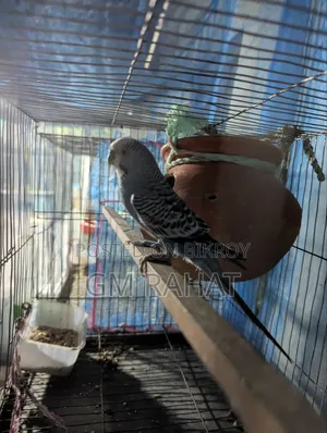 সুস্থ ও সক্রিয় হোম ব্রিড পাখি