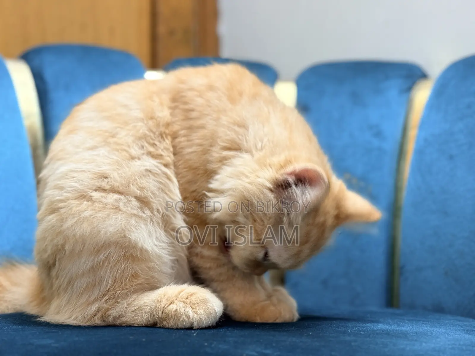 3-6 Months Male Purebred Persian