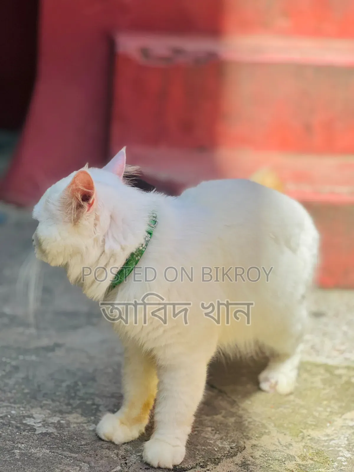 6-12 Months Male Purebred Persian