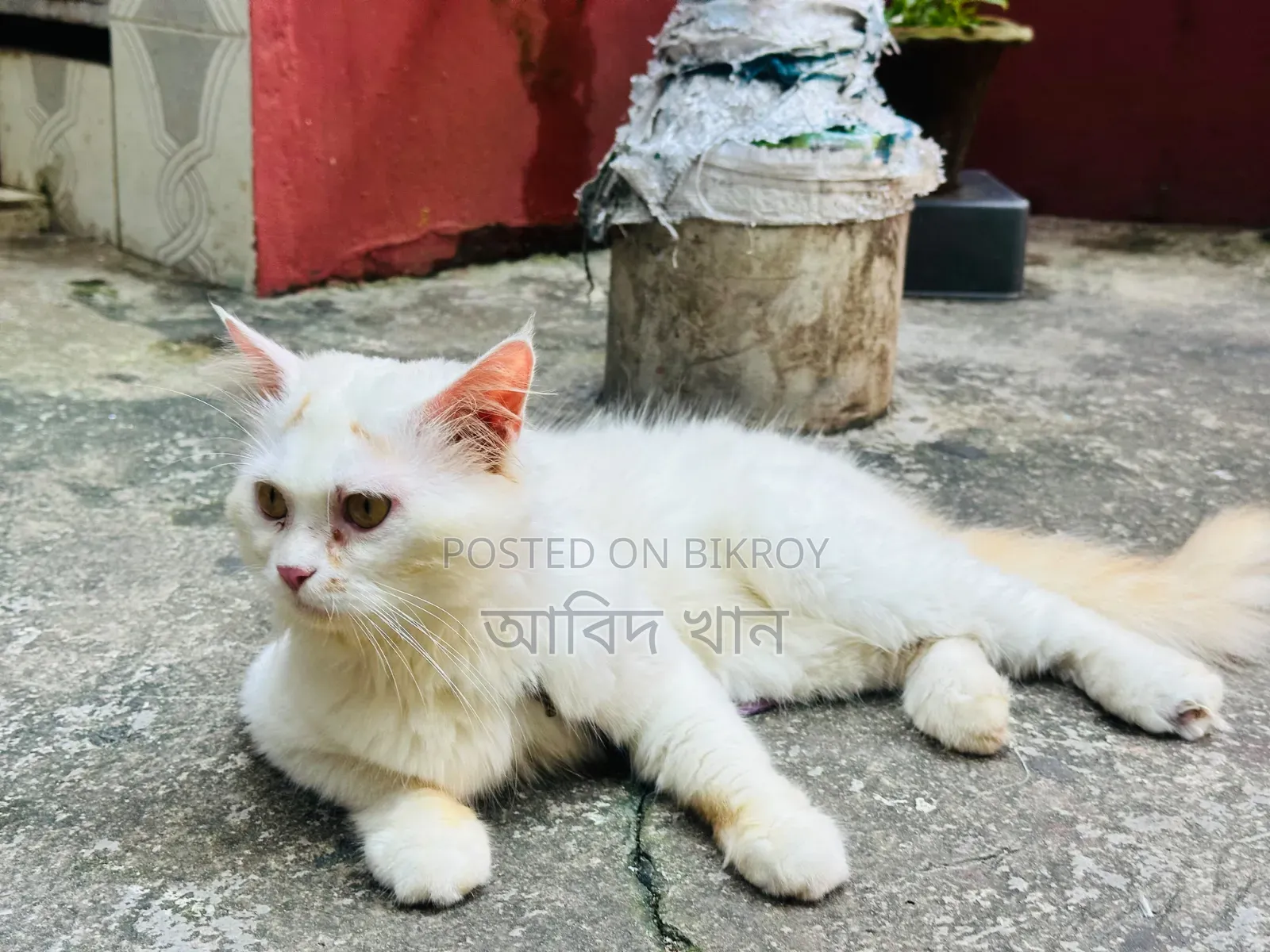 6-12 Months Male Purebred Persian