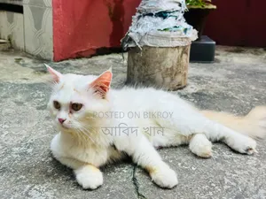6-12 Months Male Purebred Persian